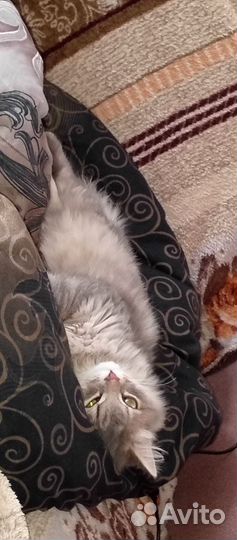 Кот в добрые руки