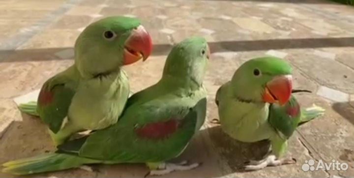 Попугай александрийский (птенцы)выкармыши и другии