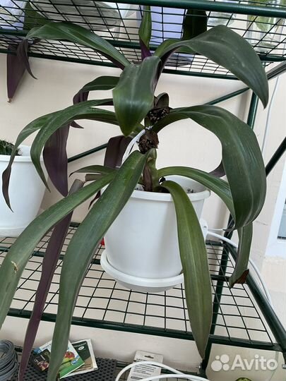 Комнатный цветок Рео