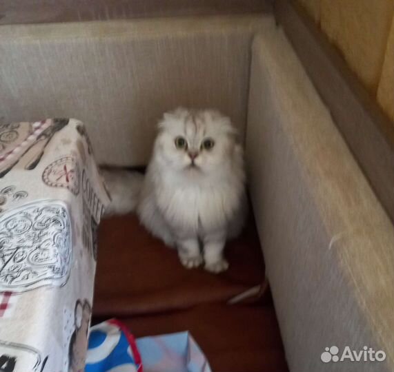 Отдам кошку в добрые руки