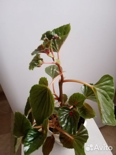 Бегония вечноцветущая