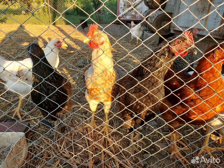 Молодые петухи