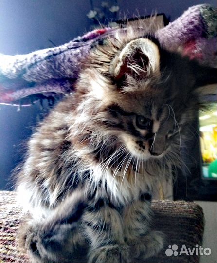 Котята мейн-кун