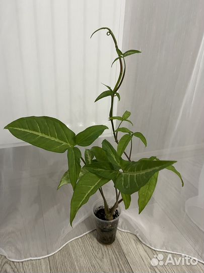 Сингониум spear point / комнатный цветок