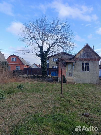 Ствол грецкого ореха