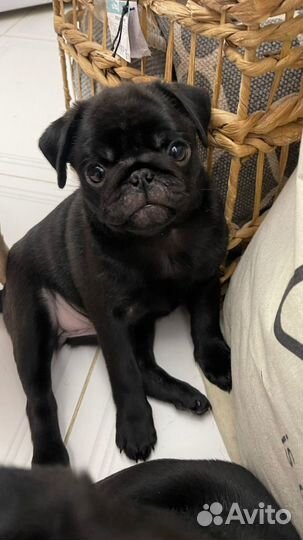 Щенки мопса