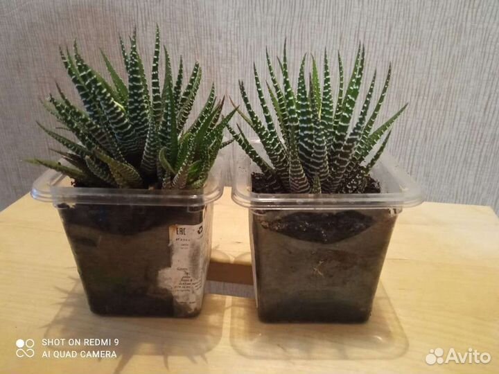 Хавортия жемчужная