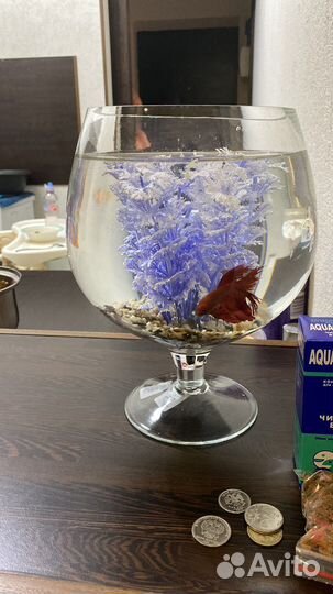 Рыбка петушок с аквариумом