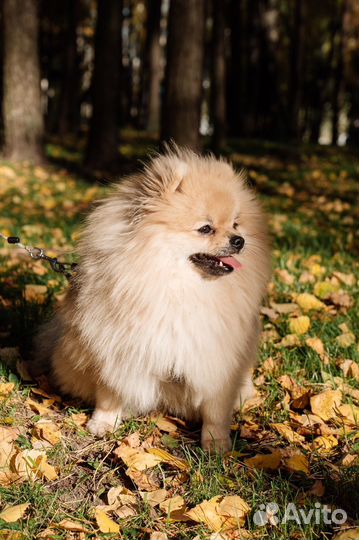 Померанский шпиц для вязки