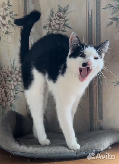 Отдам котенка