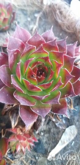 Суккуленты *каменная роза*