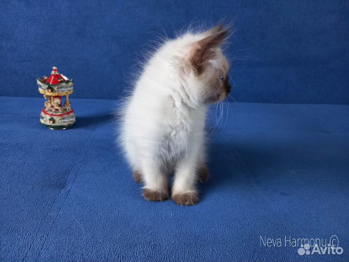 Сибирский принц