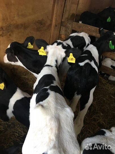 Телята бычки