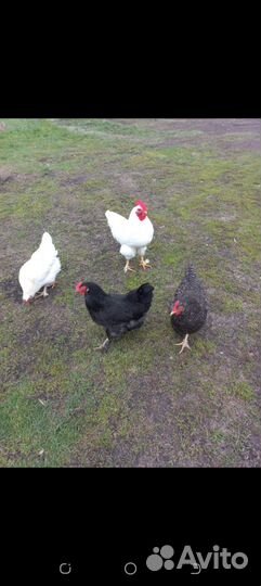 Куры молодки несушки