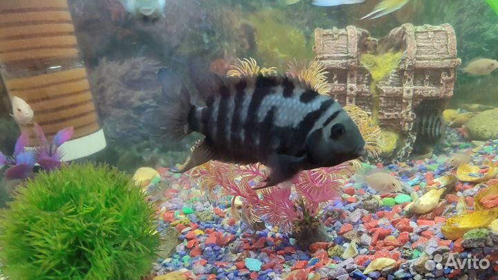 Аквариумные рыбки цихлозомы