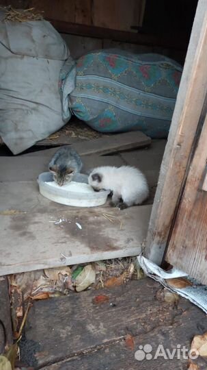 Котята в добрые руки