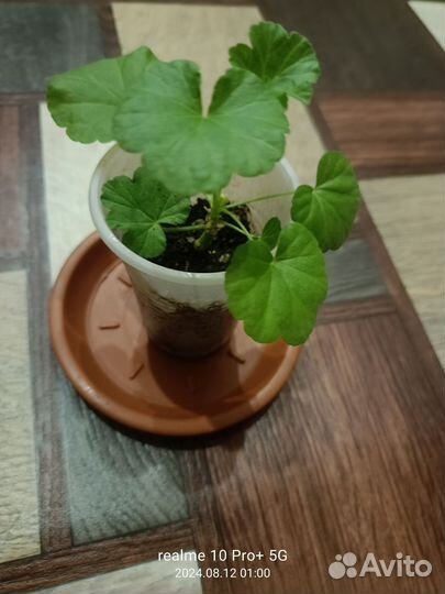 Герань пеларгония карликовая