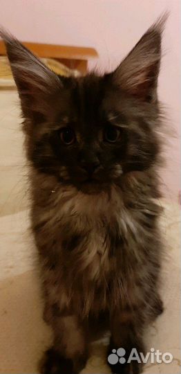 Девочка мейн-кун