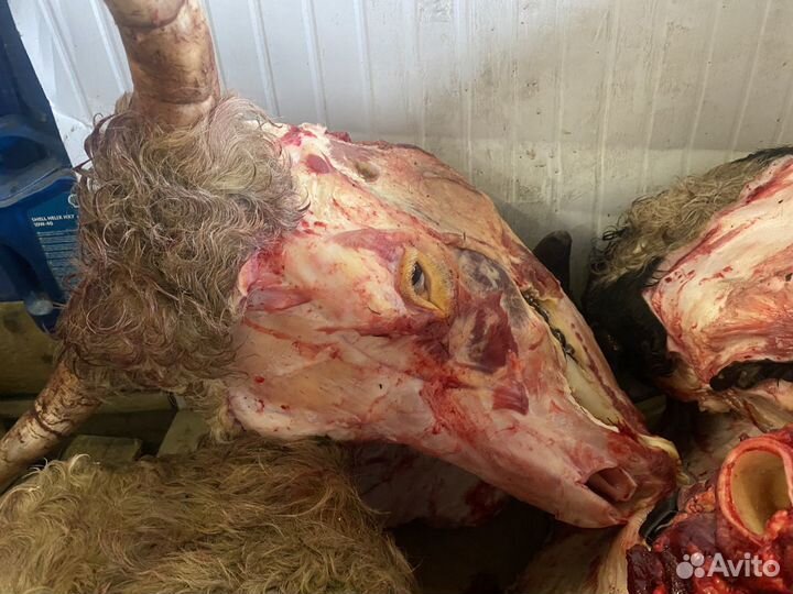 Головы говяжьи охлажденка без кожи / Беларусь