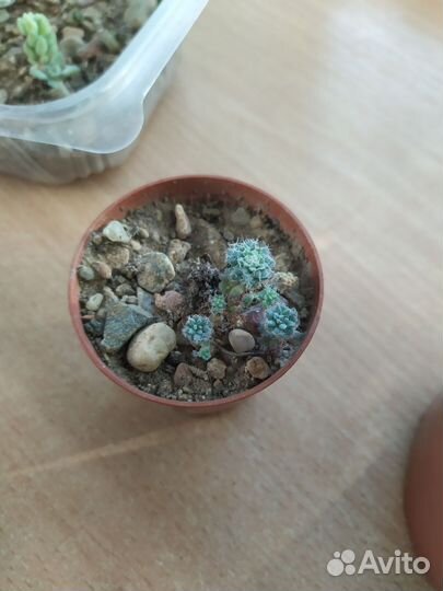 Кактусы и суккуленты