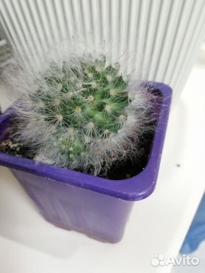 Кактусы