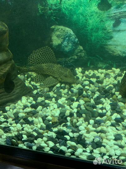 Аквариум с рыбами