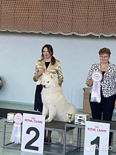 Дрессировка и воспитание собак