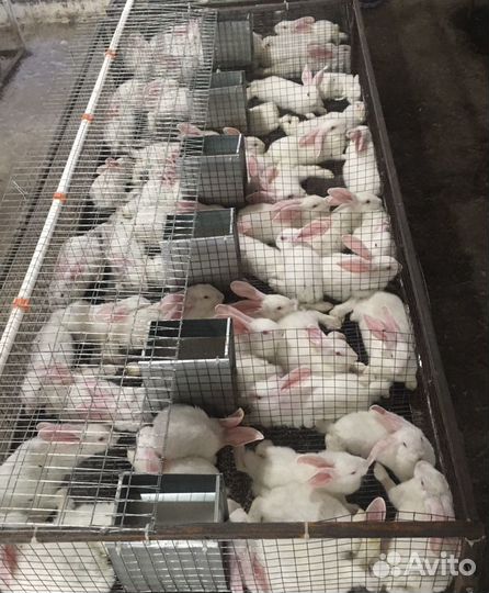 Кролики Хиплус