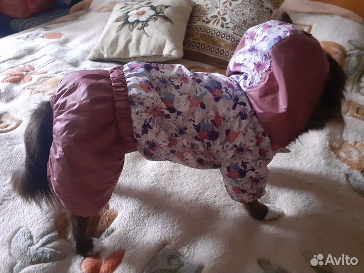 Дождевик для маленькой собаки