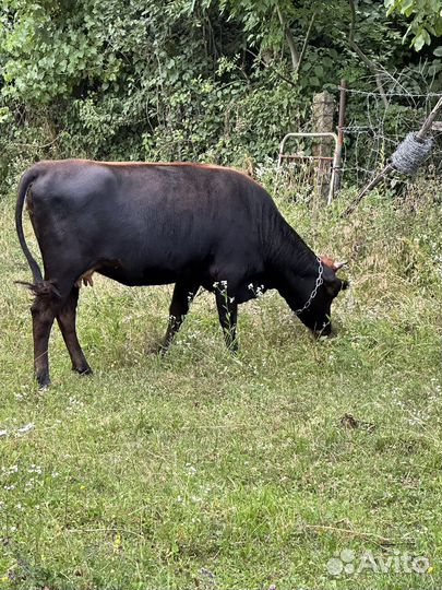 Коровы стельные