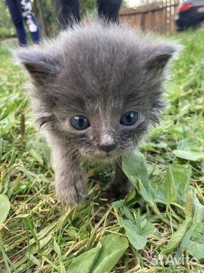 Котенок Голубичка
