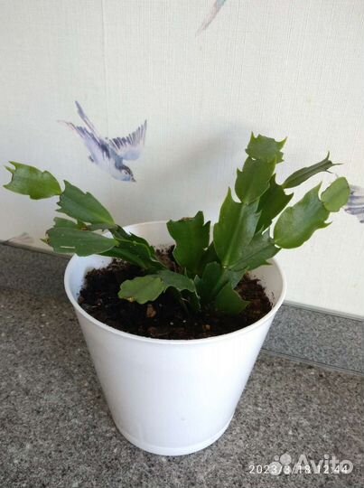 Декабрист/суккулент/эпифит/комнатные растения/рипс