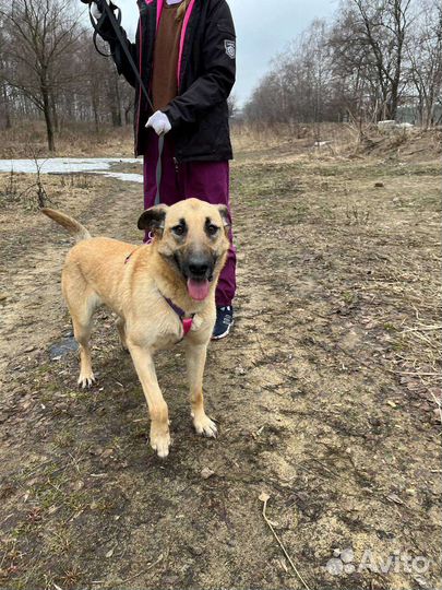 Добрая и дружелюбная собака из приюта