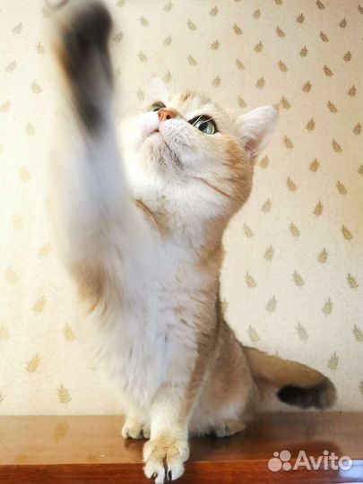 Золотой кот вязка