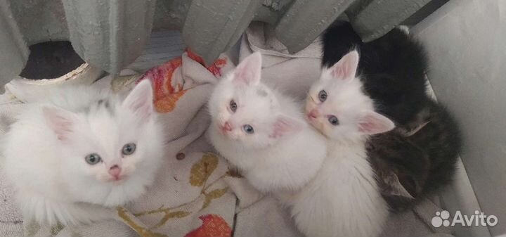Котята в добрые руки