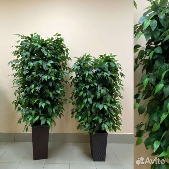Фикус Любимый цветок искусственный деревья