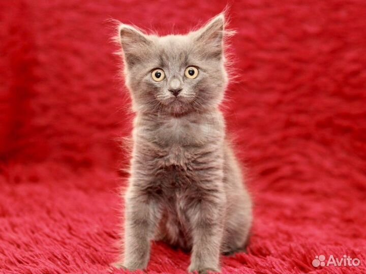 Серый пушистый котёнок, 3.5 месяца в добрые руки