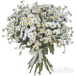 Полевые цветы ромашки