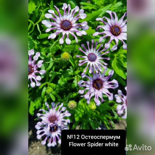 Остеоспермум вегетативный