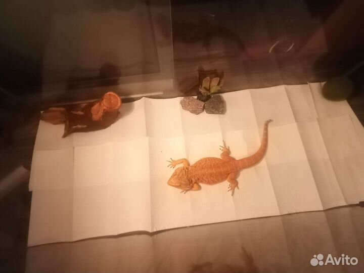 Агама, эублефар