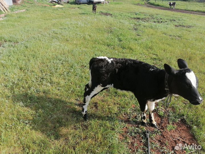 Телята бычки