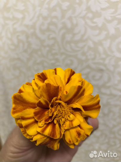 Бархатцы (семена)