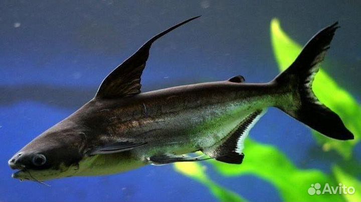 Аквариумные рыбки