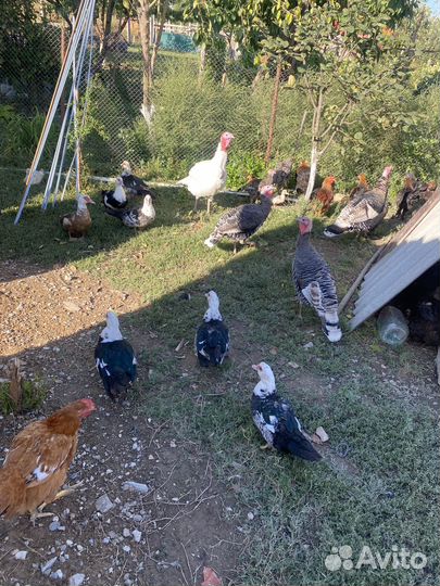 Индюки и индоутки