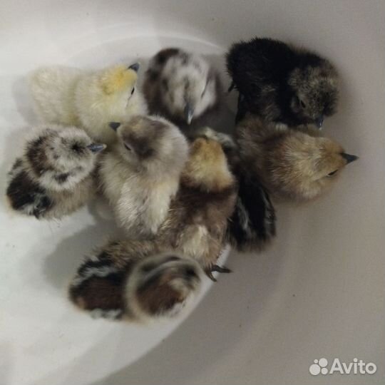 Цыплята подрощенные, молодые петухи