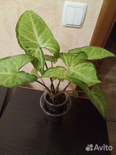 Комнатные растения