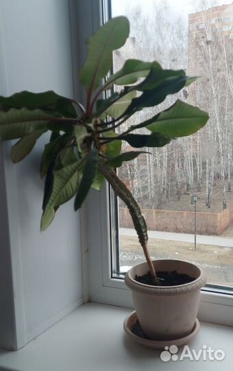 Молочай