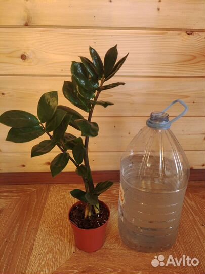 Замиокулькас долларовое дерево