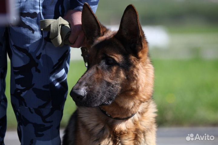 Кинолог с выездом