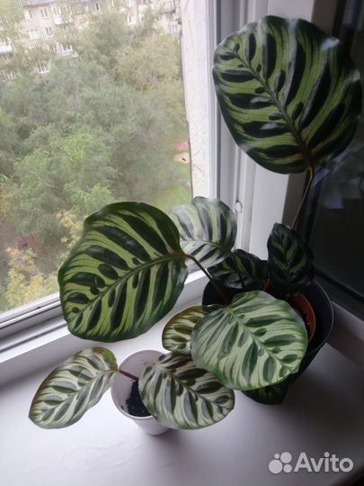 Калатея Макоя